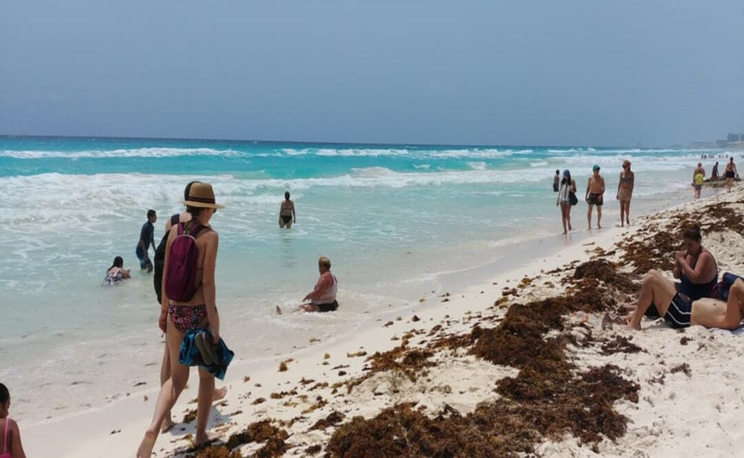 La acumulación masiva de sargazo libera ácido sulfhídrico, lo que ocasiona mal olor en los espacios donde se encuentra causando afectaciones en el turismo. Foto: Adriana Varillas