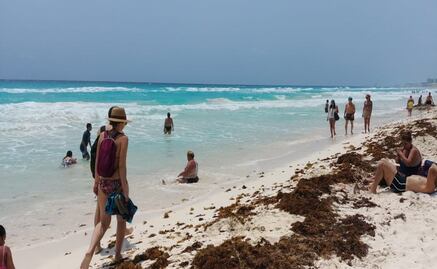 ¿Qué es el sargazo y de dónde viene?