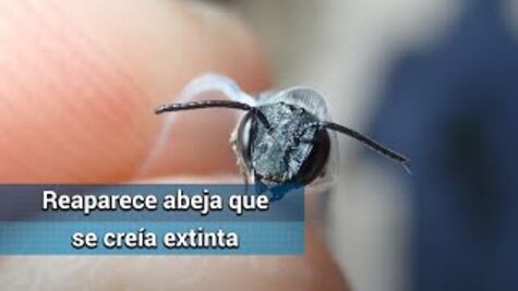 Reaparece en Florida la abeja azul que se creía extinta