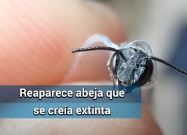 Reaparece en Florida la abeja azul que se creía extinta