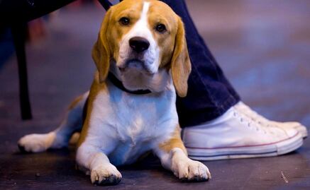 Perros ayudan en la detección prematura del cáncer