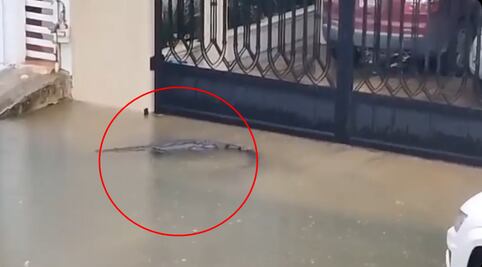 Temporada de lluvias en México: captan a cocodrilo en calles inundadas en Ciudad Madero, Tamaulipas; video se viraliza
