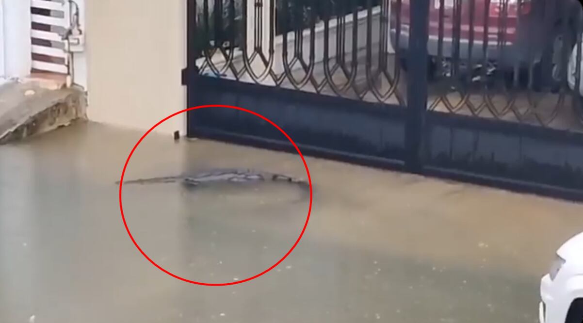 El video captado por un vecino del lugar. Foto: redes sociales