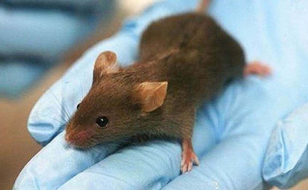 Investigadores esperan iniciar ensayos clínicos en cinco o 10 años. Foto: Archivo