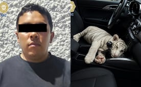 Detienen en Central de Abastos de la CDMX a hombre que transportaba una cría de tigre de bengala; no acreditó su legal procedencia