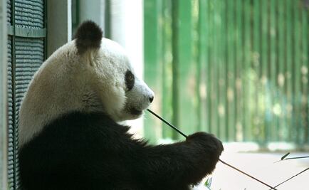 Chapultepec, casa de las pandas más longevas