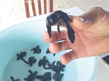 Historia. Defiende a tortugas con recursos propios