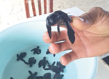 Historia. Defiende a tortugas con recursos propios