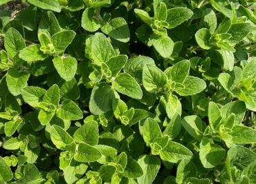 Esta es la especia que puedes cosechar en espacios pequeños y requiere poco cuidado