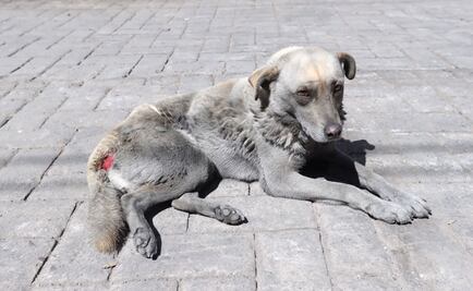 Perros y aves, quemados durante incendio en predio de Edomex