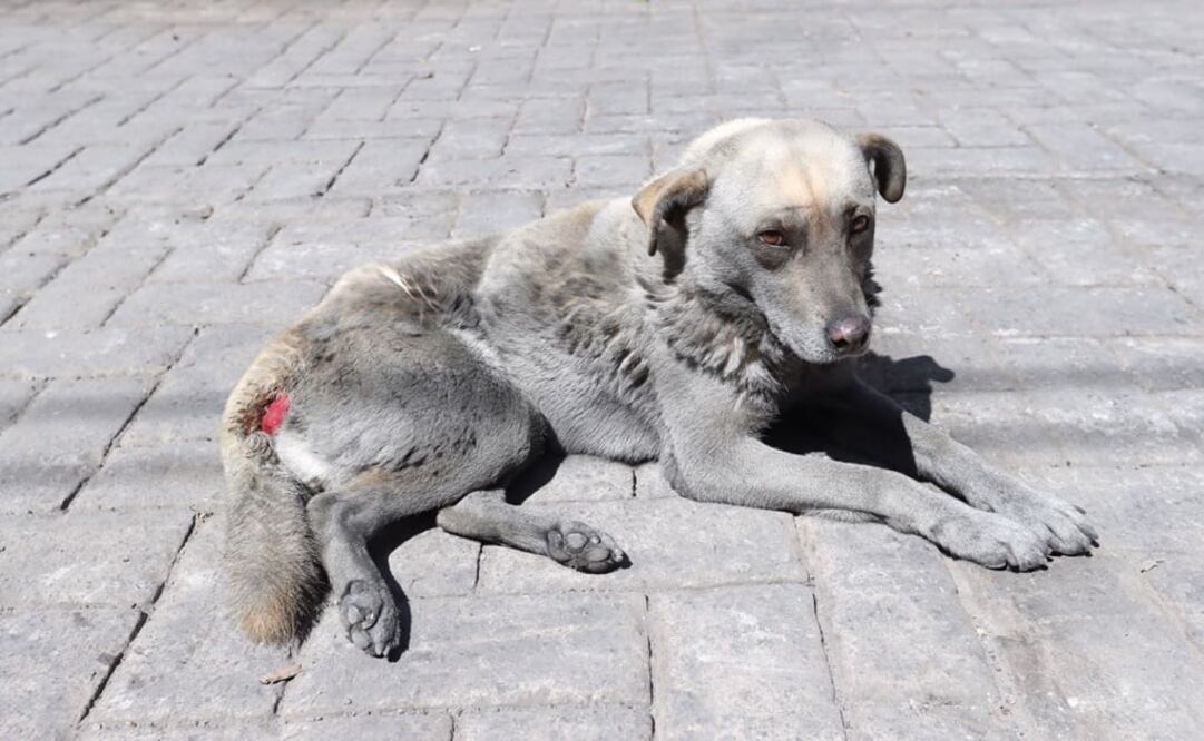 (Foto: Ariel Ojeda/EL UNIVERSAL)