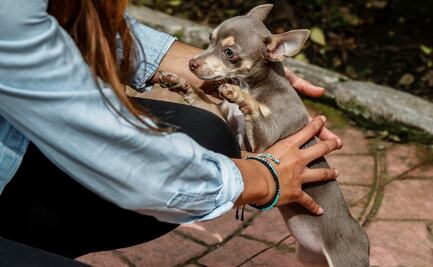 Con Ley de Protección y Bienestar Animal, registro de mascotas seguirá siendo gratuito: Jesús Sesma