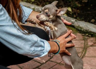 Con Ley de Protección y Bienestar Animal, registro de mascotas seguirá siendo gratuito: Jesús Sesma