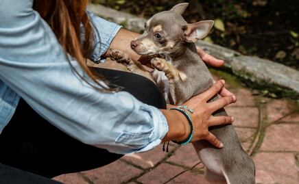Con Ley de Protección y Bienestar Animal, registro de mascotas seguirá siendo gratuito: Jesús Sesma