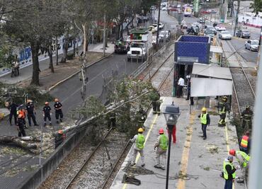 Árbol interrumpe servicio en Tren Ligero; activan alerta amarilla por vientos fuertes