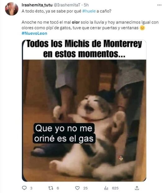 Mal olor en Nuevo León desata memes contra gatos, pero ¿qué lo provocó?