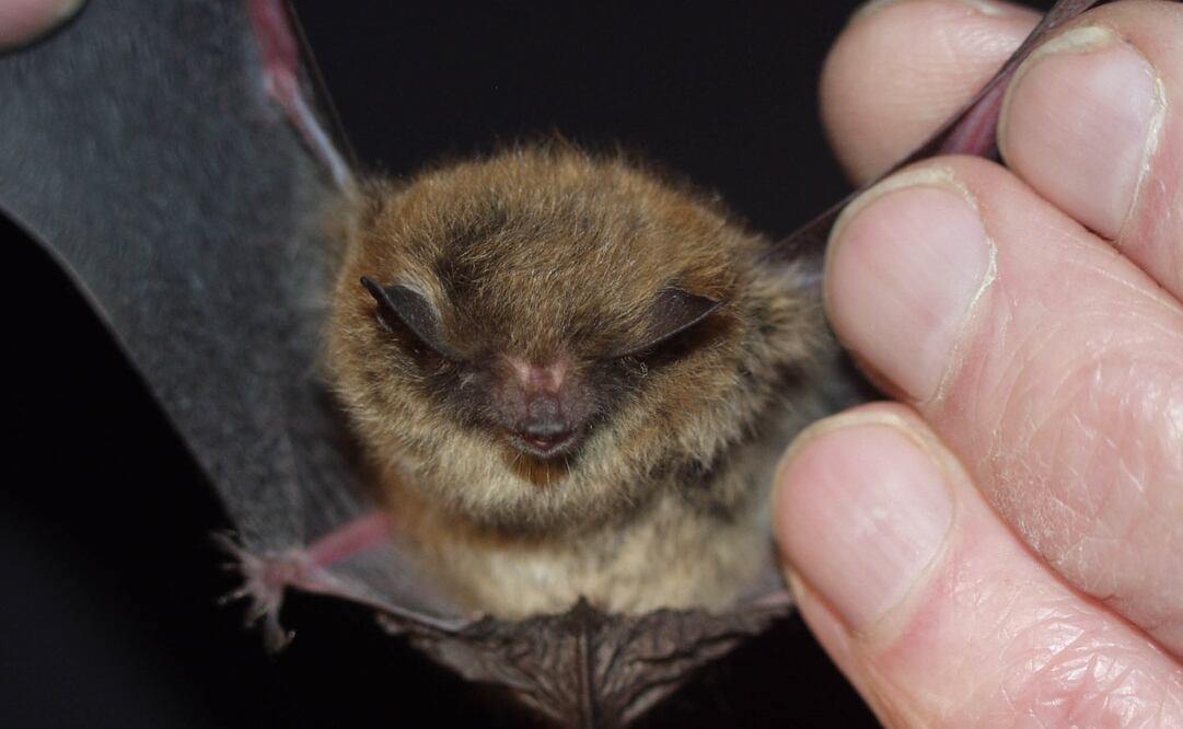 Una de las hipótesis en torno al origen del coronavirus SARS-CoV-2 es que saltó de los murciélagos a los humanos. Foto: Archivo El Universal