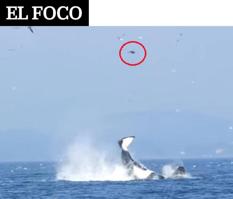 El Foco: Coletazo de orca hace volar a foca