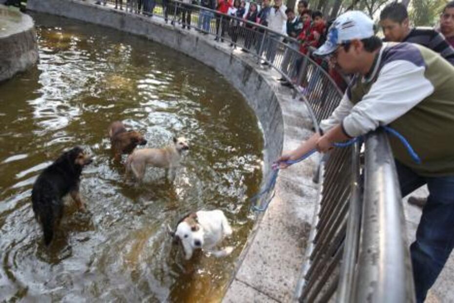 Jauría devora varios patos de la Alameda de Toluca