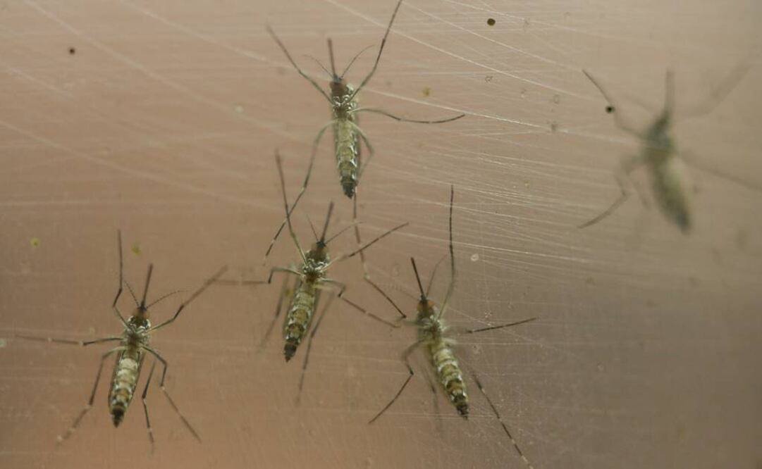 Virus Zika afecta ya a 21 países: OPS