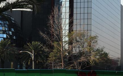 Ahuehuete que estaba sobre Reforma ya está sembrado en Vivero Nezahualcóyotl: Sheinbaum