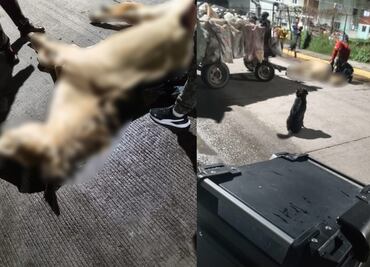 Caballo que jalaba carreta de basura muere en calles de Tultitlán; hecho causa indignación