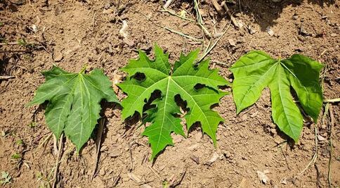 Conoce qué es la chaya y cuáles son sus beneficios