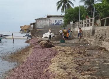 Aumento de sargazo agrava crisis de pescadores en el Golfo de Tehuantepec