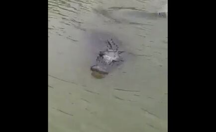 Captan a caimán nadando en el río Bravo