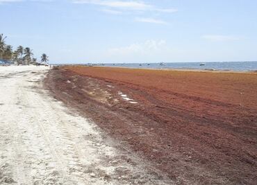 Semarnat y Semar actualizan lineamientos para atender sargazo