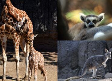 Nacen 22 crías de diversas especies en zoológicos de CDMX