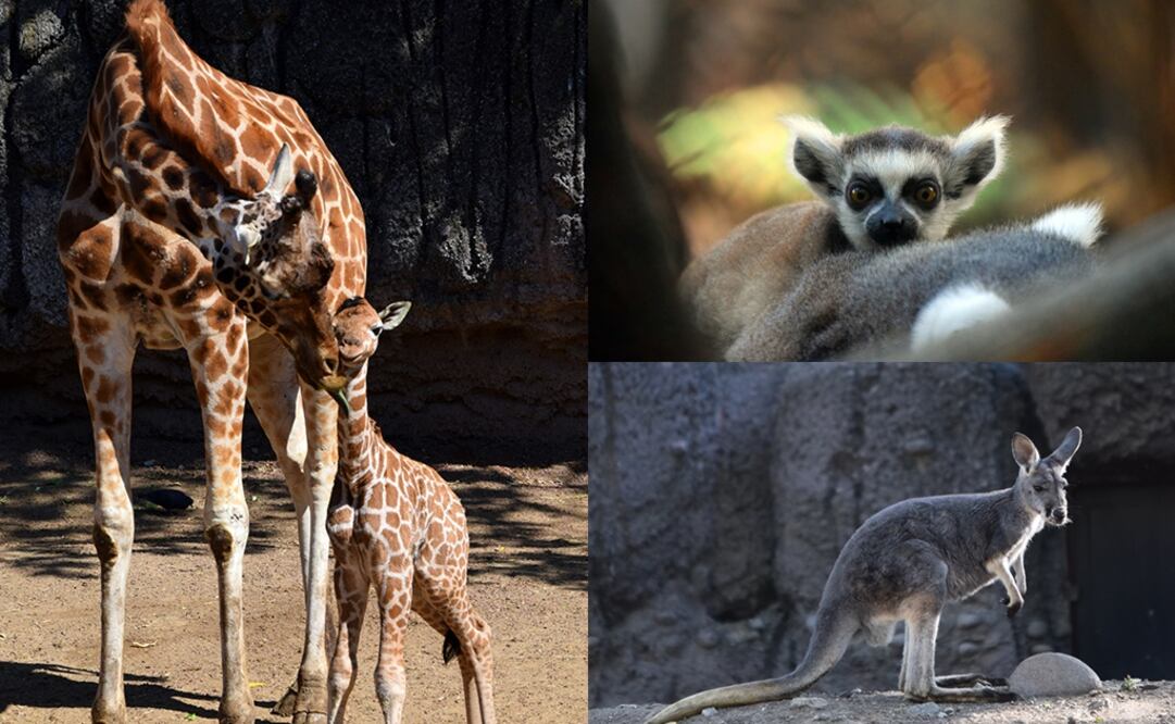 (Foto: Secretaría del Medio Ambiente)