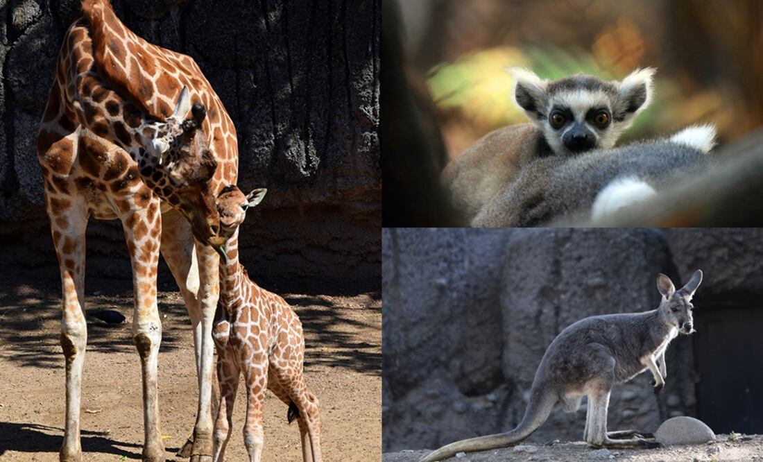 (Foto: Secretaría del Medio Ambiente)