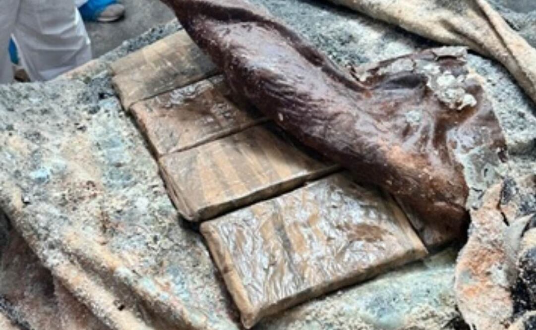 Policía encuentra tonelada y media de droga escondida en piel de animales. Foto: Polícia Judiciária