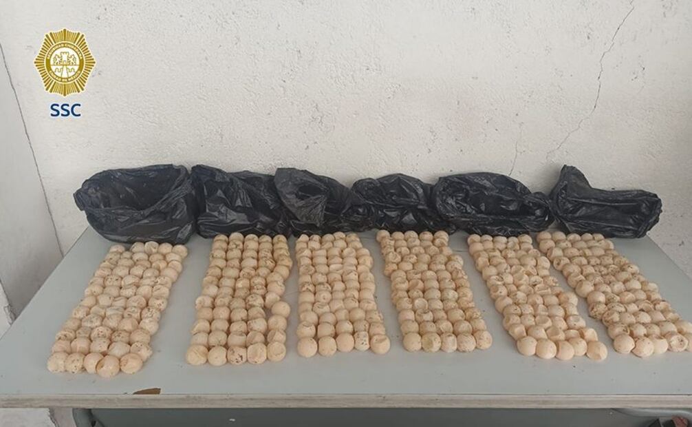 La tortuga es una especia bajo protección federal
Foto: Especial.