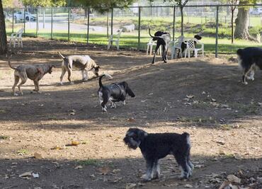 Perros padecen una enfermedad respiratoria inusual en varios estados de EU