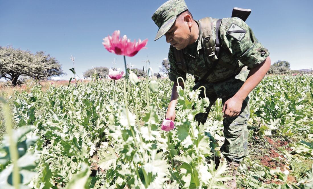 Soldados participan en las labores para eliminar cultivos de amapola y marihuana en los estados de Durango y Sinaloa. (FOTO: IVÁN STEPHENS. EL UNIVERSAL)