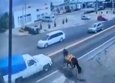 VIDEO: Camioneta atropella a caballo mientras corría para cruzar la carretera México-Cuautla