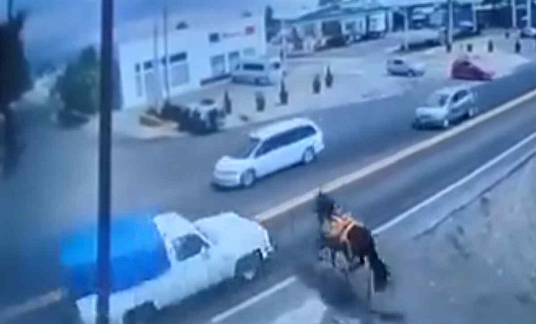 Momento exacto en que un caballo se impacta contra una camioneta pick up que circulaba sobre la carretera federal México-Cuautla Foto: Captura de pantalla/El Universal