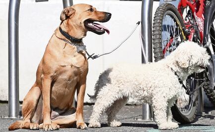 Gobierno de CDMX analiza cerrar vialidades para paseos de mascotas
