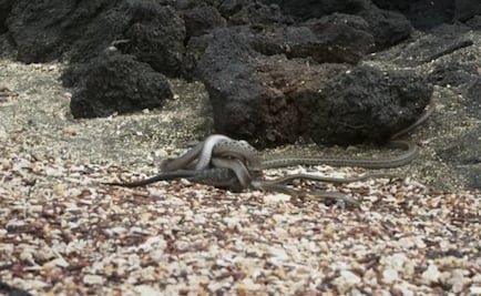 Video. Iguana es perseguida por nido de serpientes