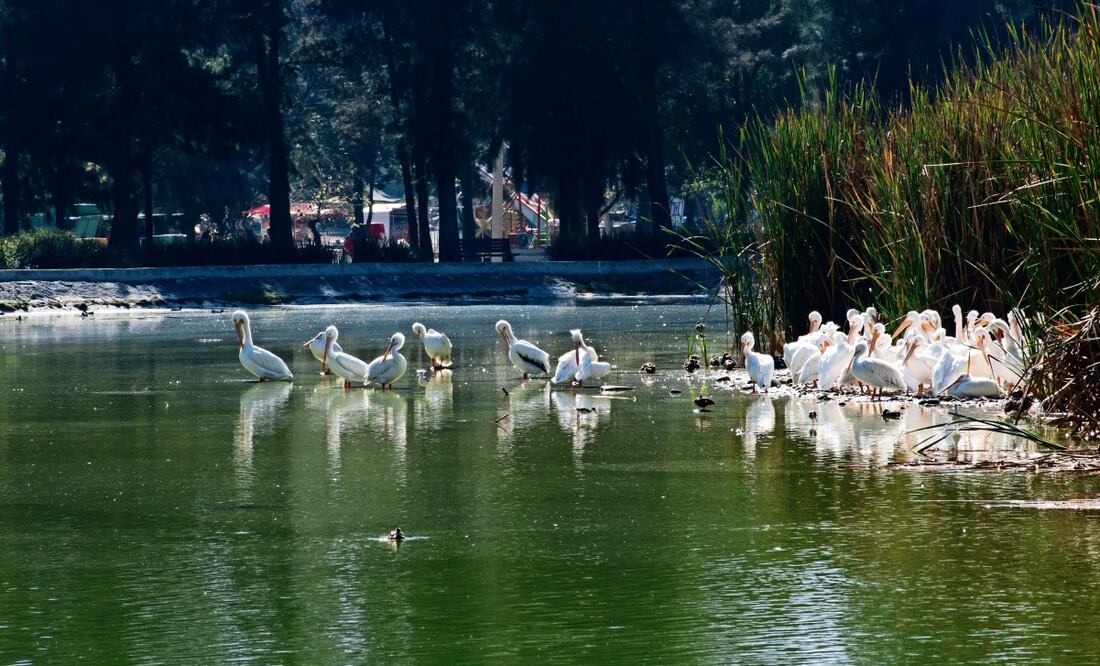 Foto: Abril Angulo | El Universal