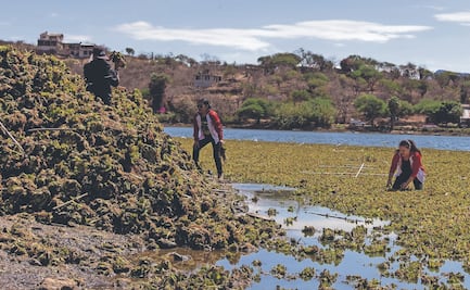 Luchan contra plaga en presa de Yosocuta, Oaxaca