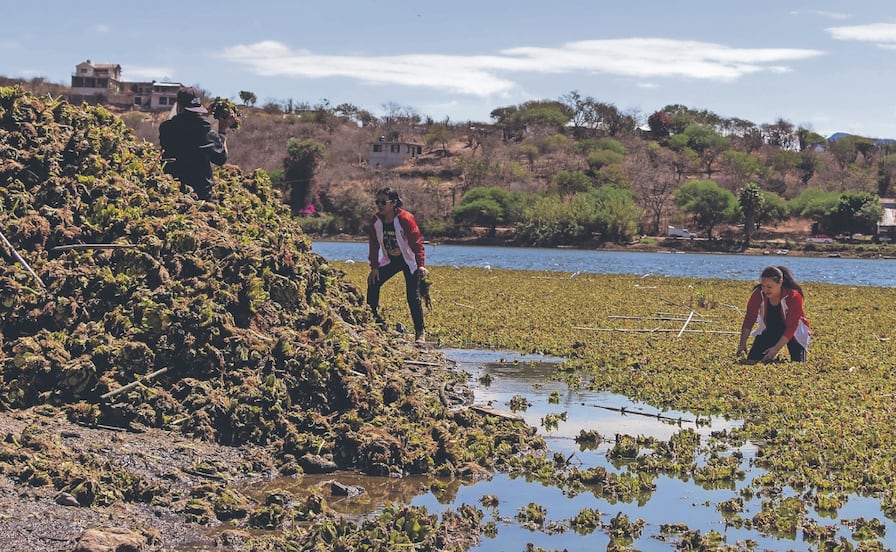 Luchan contra plaga en presa de Yosocuta, Oaxaca