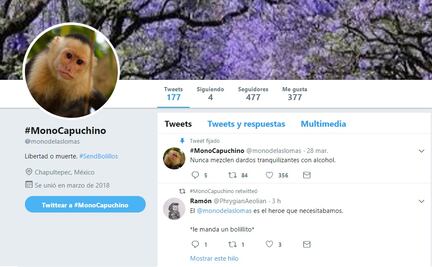 Crean cuenta de Twitter del mono capuchino de Reforma