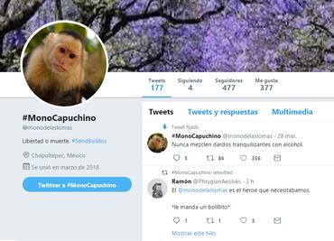 Crean cuenta de Twitter del mono capuchino de Reforma