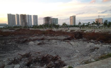 Donarán mil plantas de manglar para Malecón Tajamar