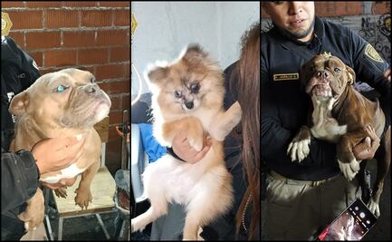 Tras cateo, rescatan a cinco perritos en inmueble de la alcaldía Cuauhtémoc; presuntamente eran víctimas de maltrato