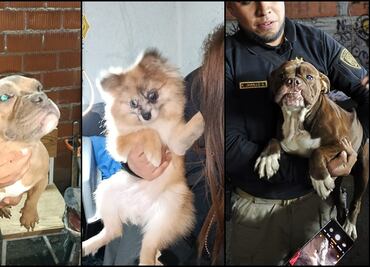 Tras cateo, rescatan a cinco perritos en inmueble de la alcaldía Cuauhtémoc; presuntamente eran víctimas de maltrato