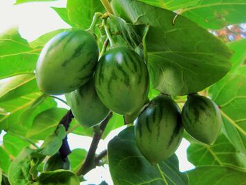 Conoce el tamarillo, una fruta alta en proteína